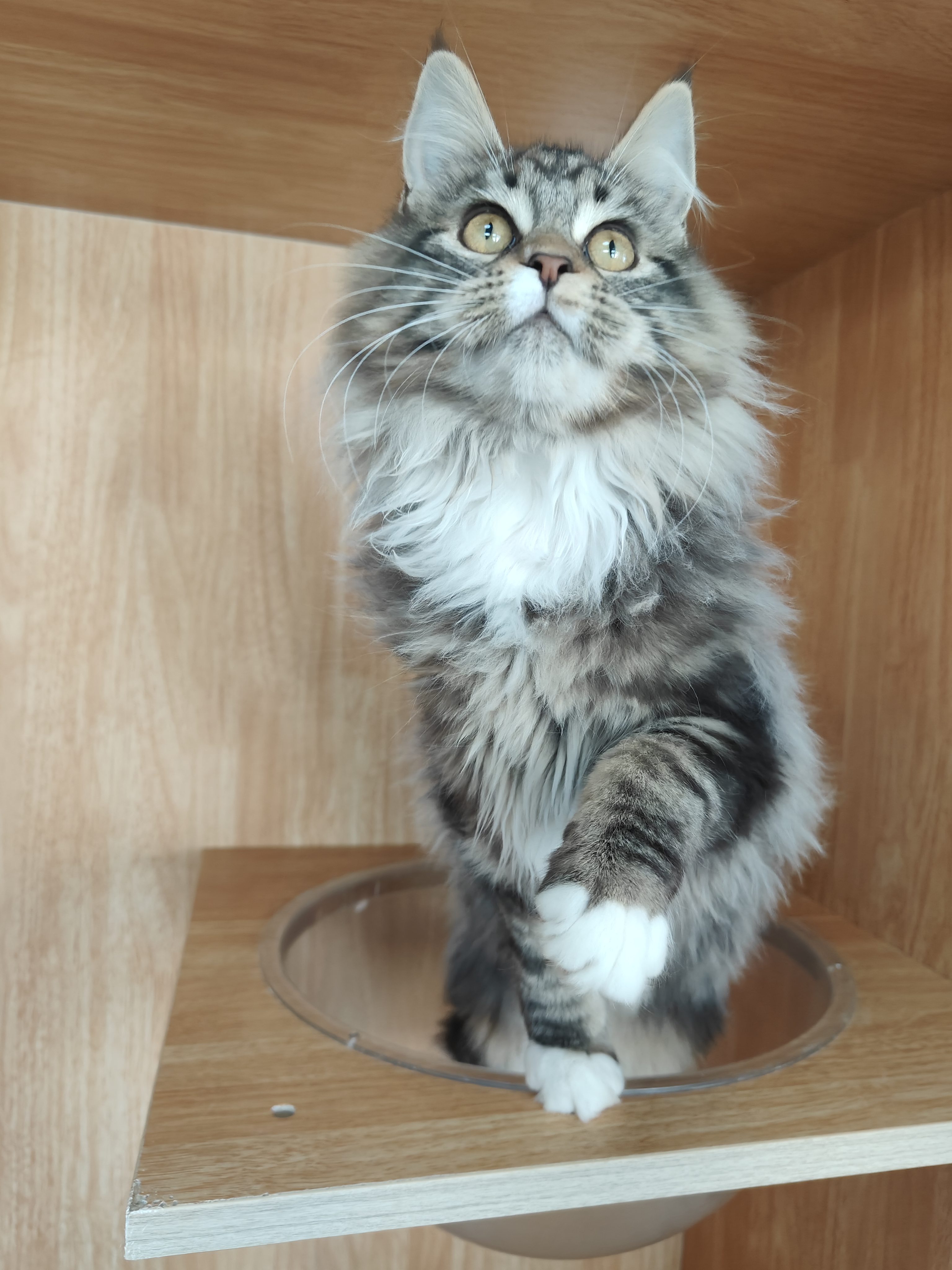 猫舍不干了年前特价甩缅因猫母猫妹妹大型猫长毛猫疫苗齐全驱虫已做无病无藓健